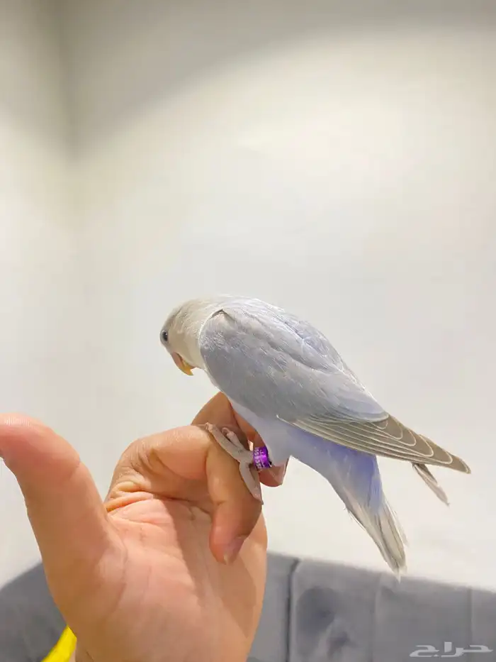 روزات اليفه تم البيع 3