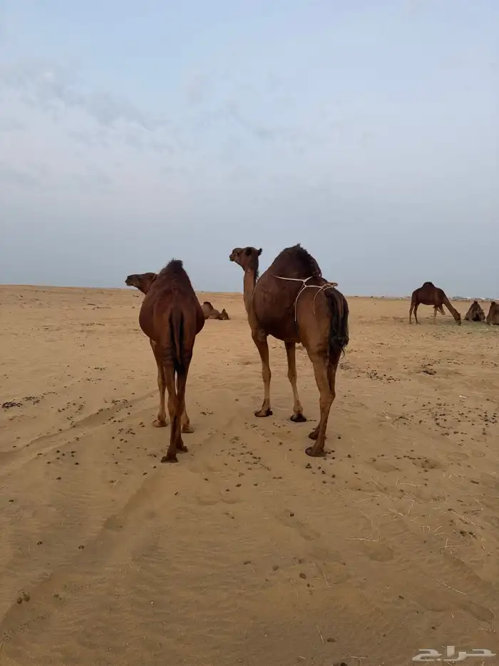 ناقه ساحليه تحتها بكره الموقع المظيلف تم البيعع 1