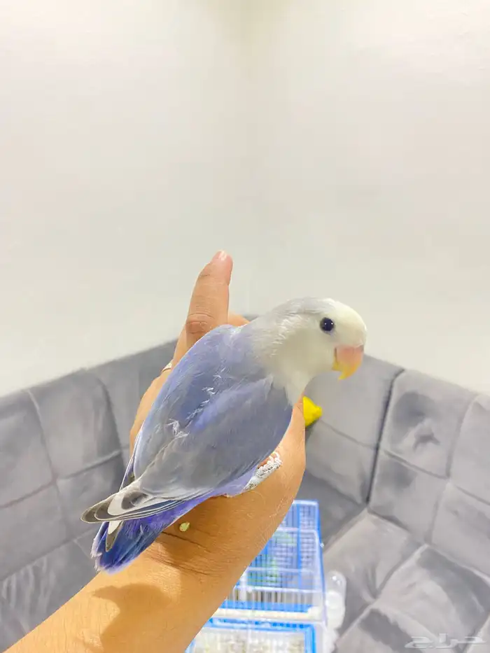 روزات اليفه تم البيع 2