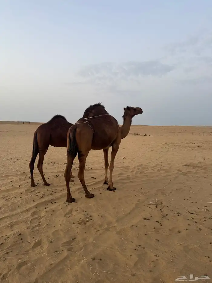 ناقه ساحليه تحتها بكره الموقع المظيلف تم البيعع 0