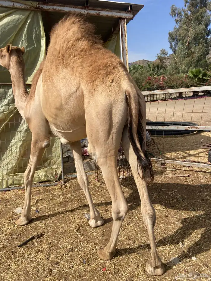 قعدان كايفه مالها شكل للبيع تصلح زواجات ومبادي 12