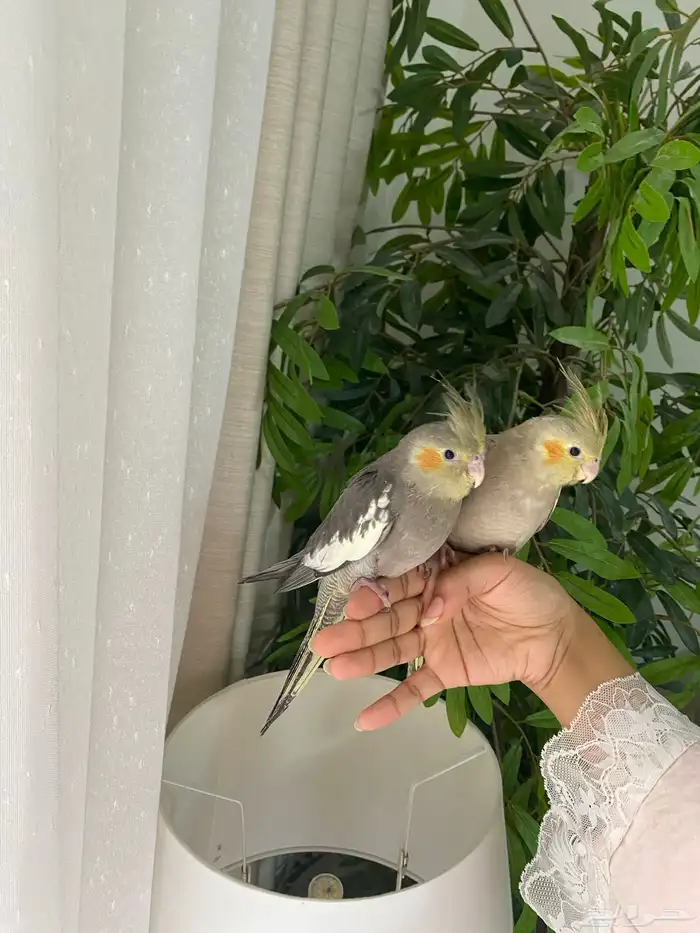 قطط للبيع سكوتش فولد 0