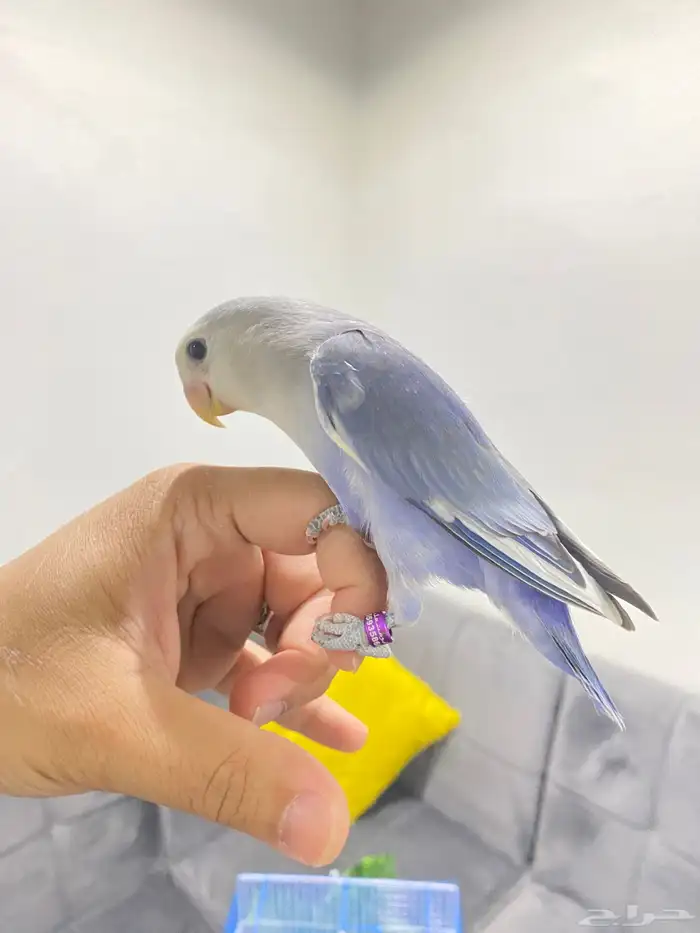 روزات اليفه تم البيع 1