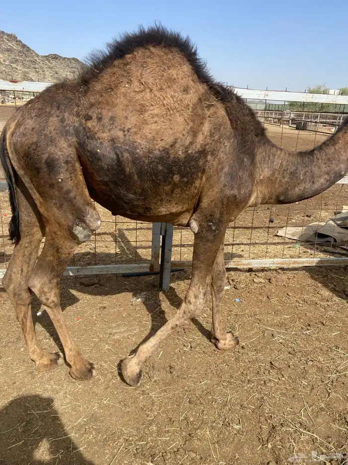 قعدان كايفه مالها شكل للبيع تصلح زواجات ومبادي 17