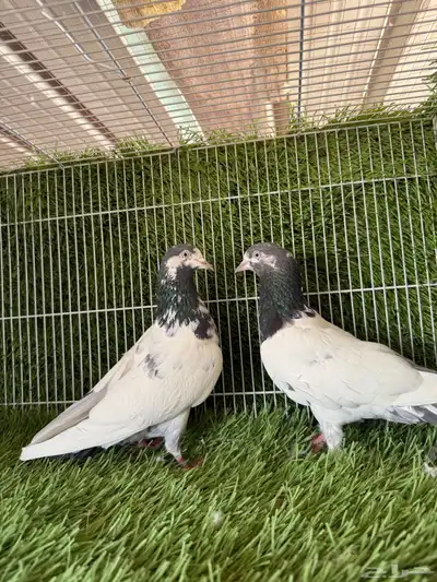 اناثي تيدي سخي 3