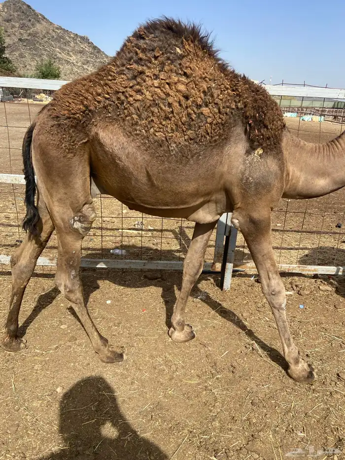 قعدان كايفه مالها شكل للبيع تصلح زواجات ومبادي 16