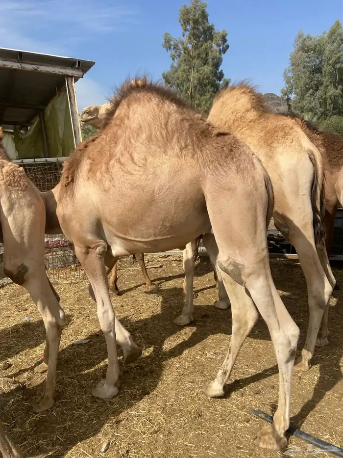 قعدان كايفه مالها شكل للبيع تصلح زواجات ومبادي 5