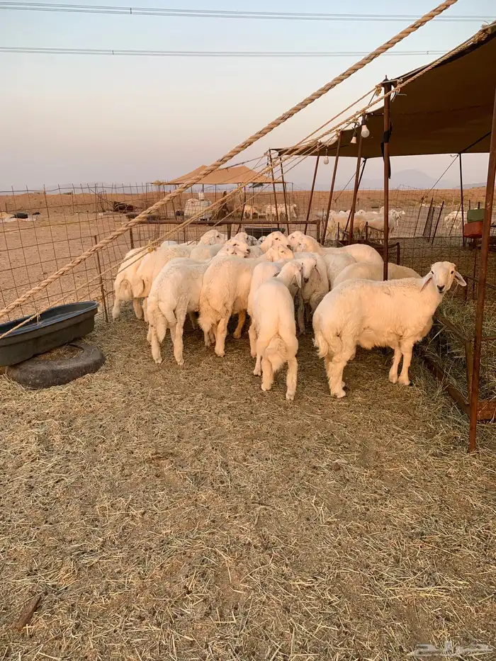 عقيقه حري ذبايح مناسبات ذبائح ثلاجه يوجد صلخ وتوصيل 6