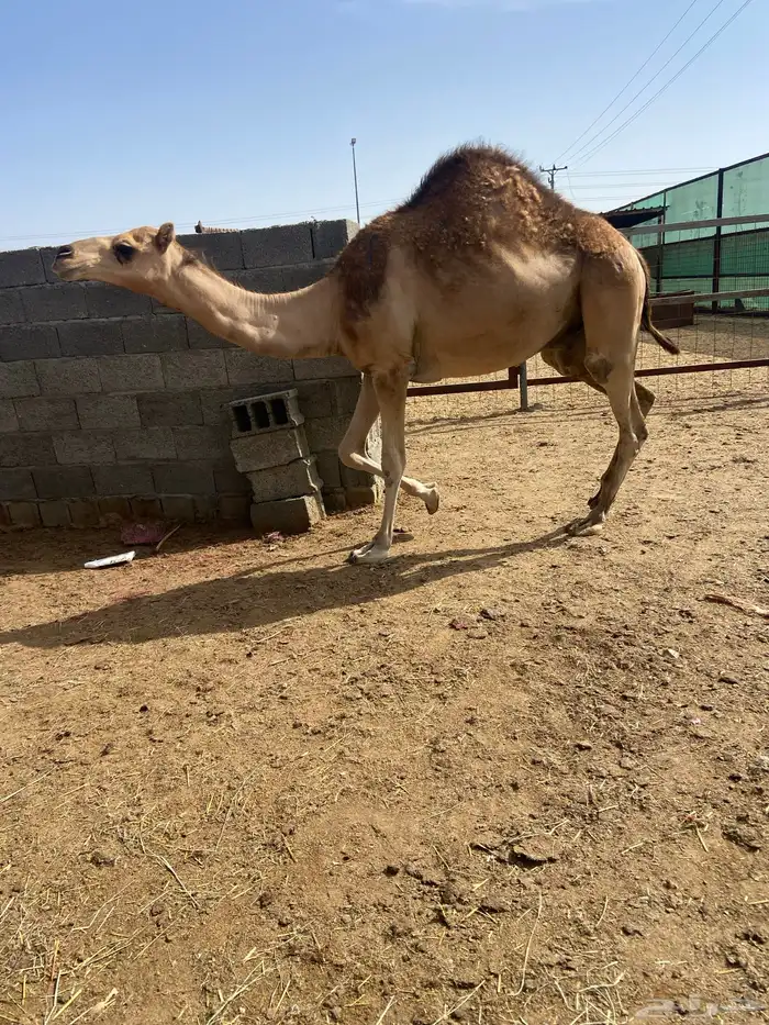 قعدان كايفه مالها شكل للبيع تصلح زواجات ومبادي 18