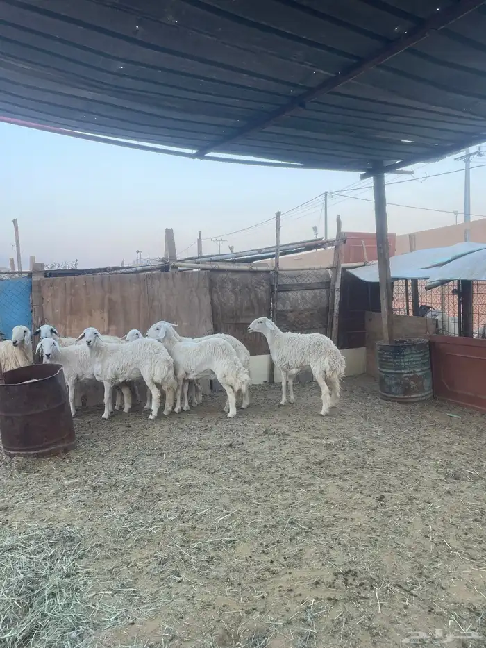 مبيوعه الله يبارك للمشتري ويخلف علينا 1