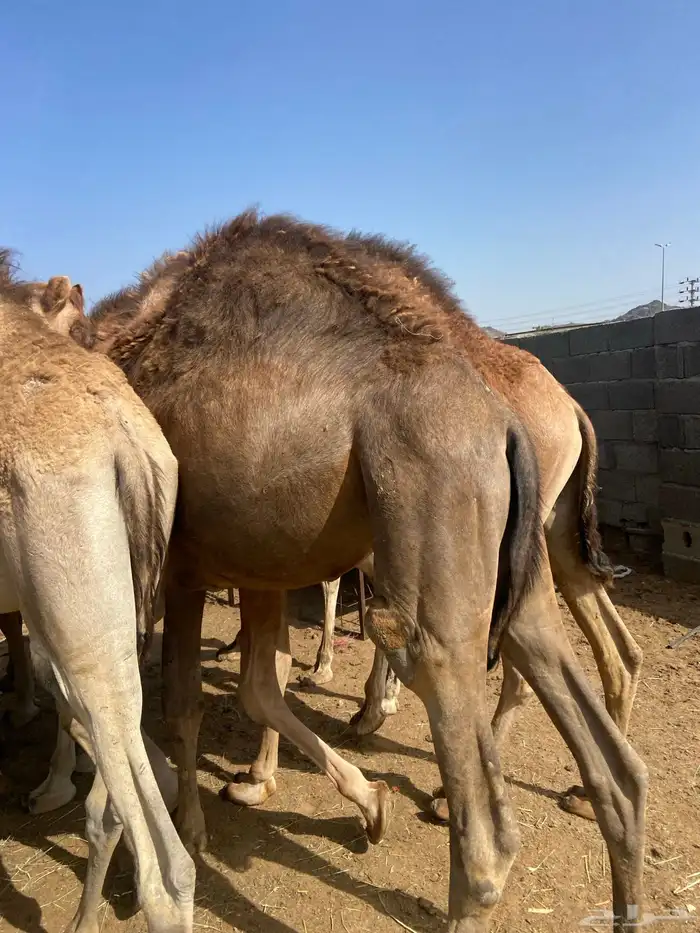 قعدان كايفه مالها شكل للبيع تصلح زواجات ومبادي 8