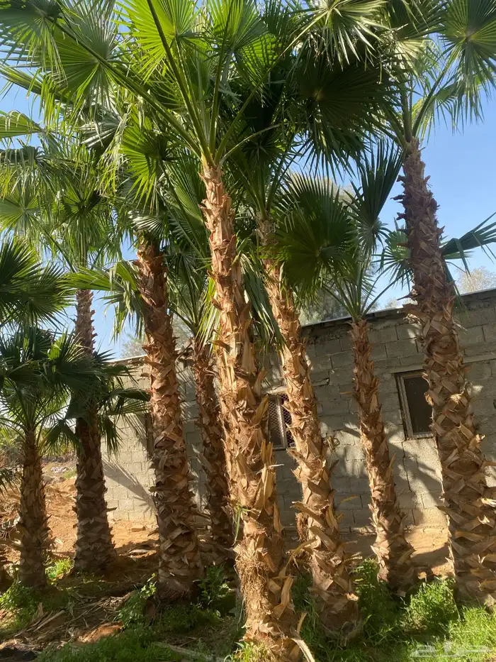 نخل وشنطني دخل الرياض بجميع مقساته 3