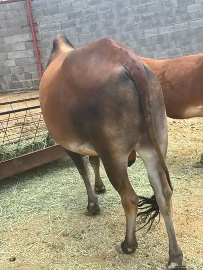 ثور بلدي 1