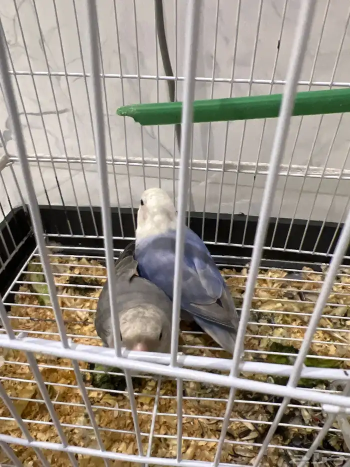 روز جوز متوالف البيع 0