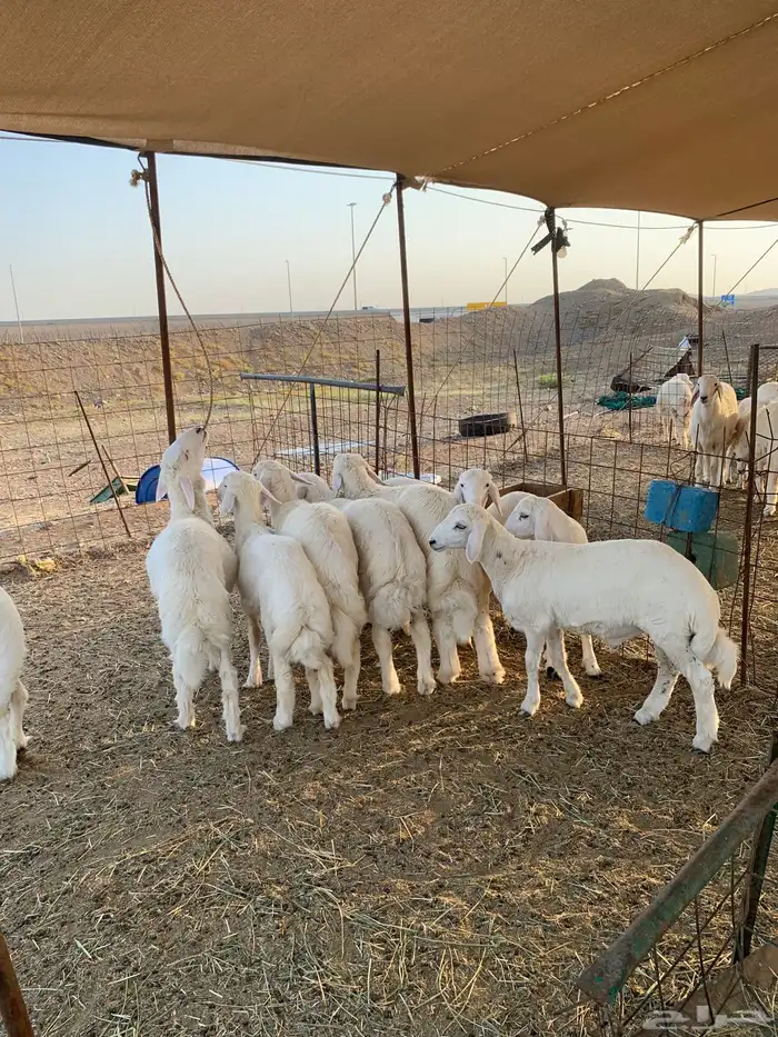 عقيقه حري ذبايح مناسبات ذبائح ثلاجه يوجد صلخ وتوصيل 1