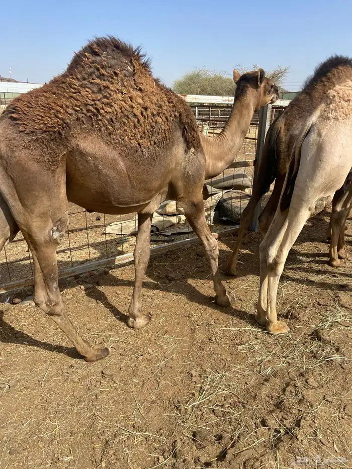 قعدان كايفه مالها شكل للبيع تصلح زواجات ومبادي 15