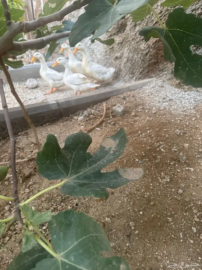 بيشه عرمان 0