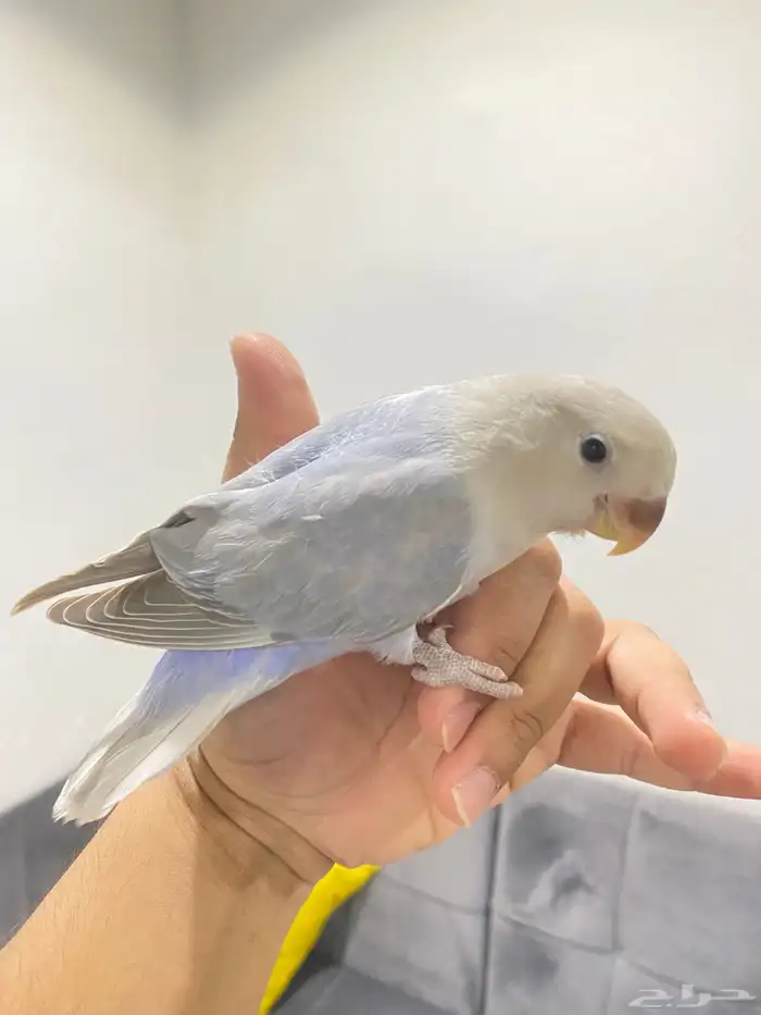 روزات اليفه تم البيع 4