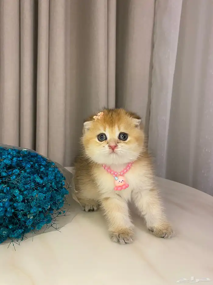 قطط للبيع سكوتش فولد 5