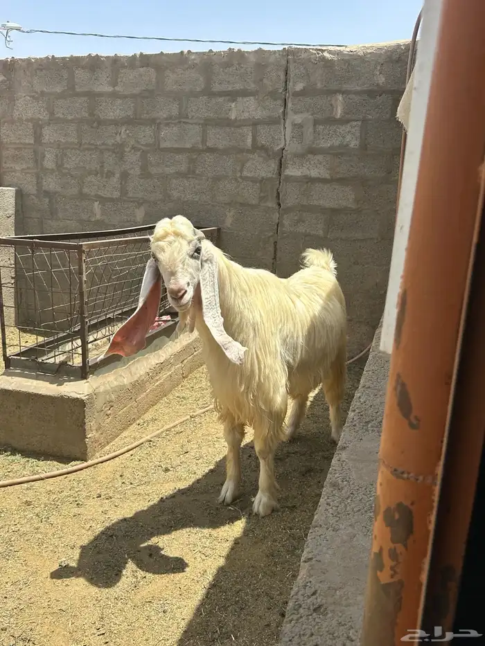فحل مشروك عارضي مطور 1