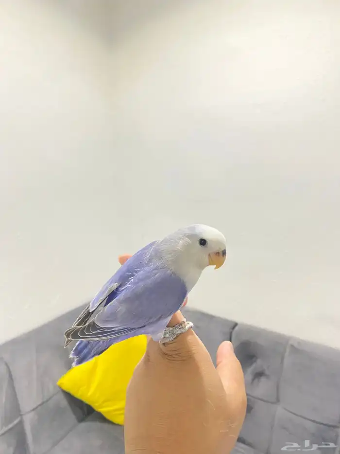 روزات اليفه تم البيع 8