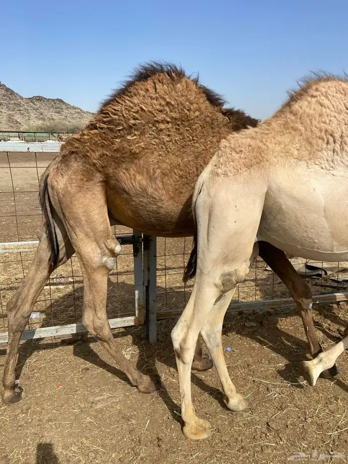 قعدان كايفه مالها شكل للبيع تصلح زواجات ومبادي 3