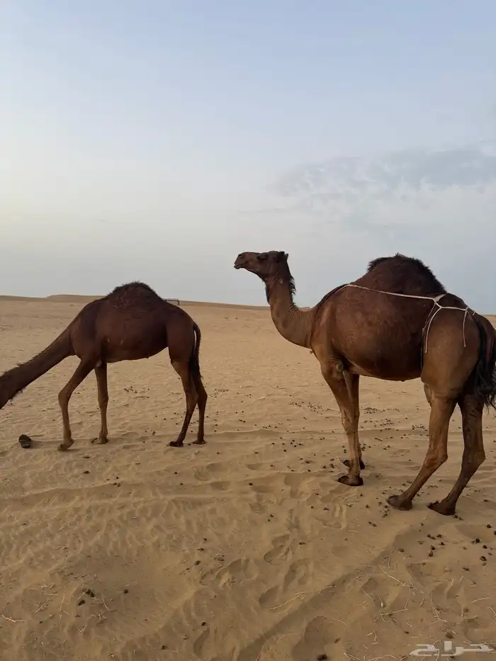 ناقه ساحليه تحتها بكره الموقع المظيلف تم البيعع 2
