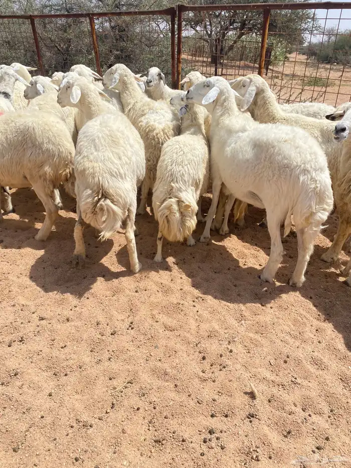 غنم حريات طيبه 2