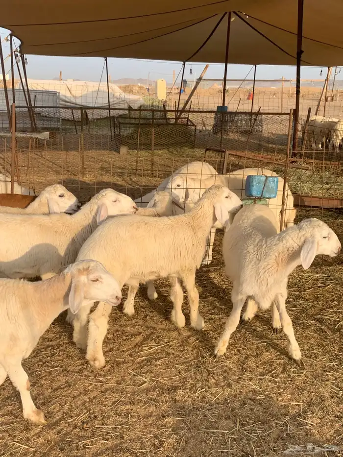 عقيقه حري ذبايح مناسبات ذبائح ثلاجه يوجد صلخ وتوصيل 4