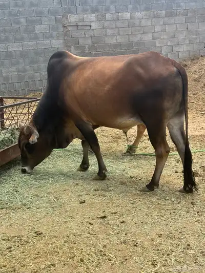 ثور بلدي 2