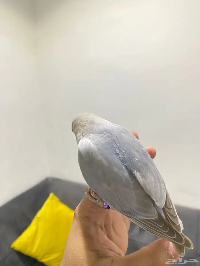 روزات اليفه تم البيع 5