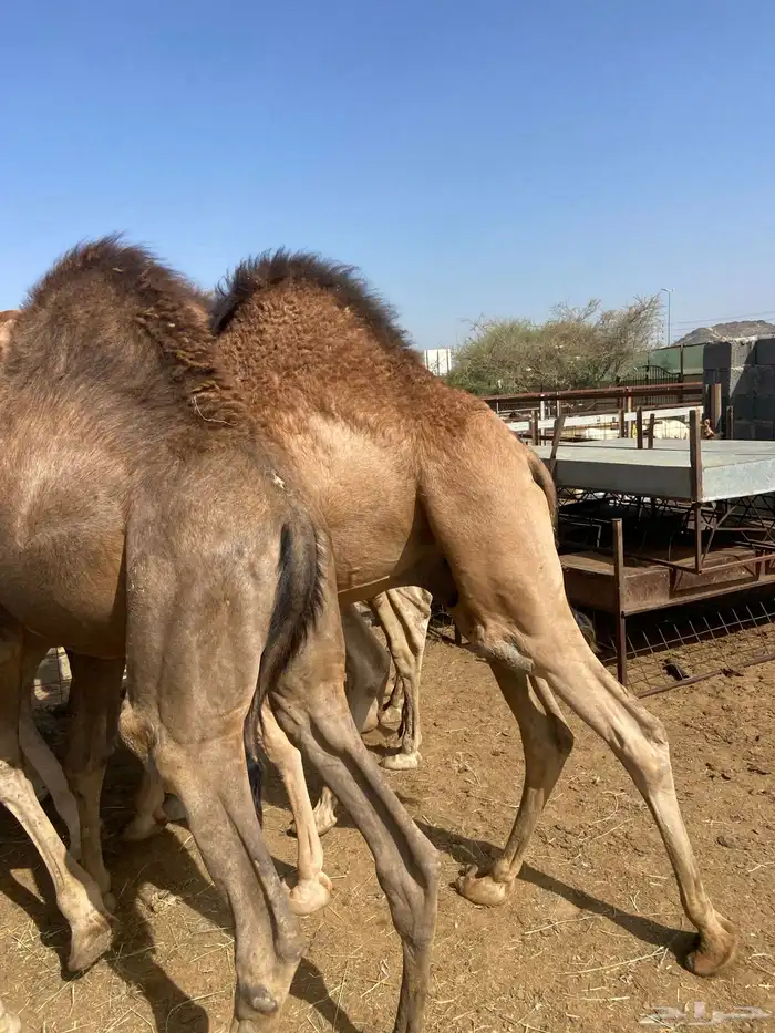 قعدان كايفه مالها شكل للبيع تصلح زواجات ومبادي 7