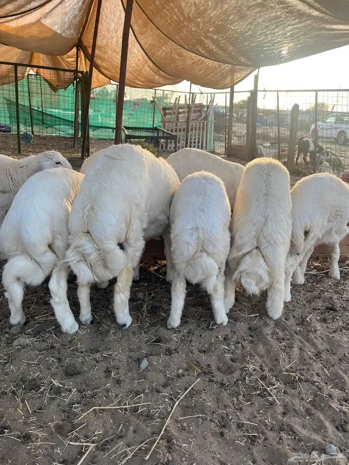 طليان حري سواكن تيوس بلدي 2