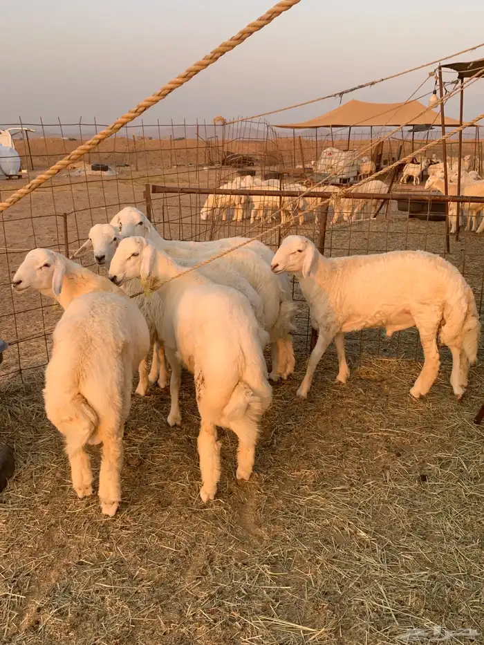 عقيقه حري ذبايح مناسبات ذبائح ثلاجه يوجد صلخ وتوصيل 3