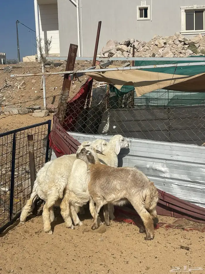 رخال وطلي تضحي شرط 3