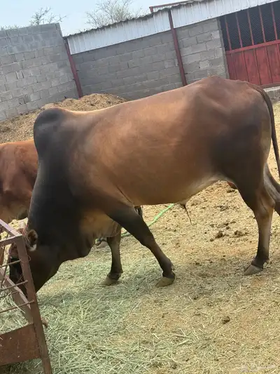 ثور بلدي 3
