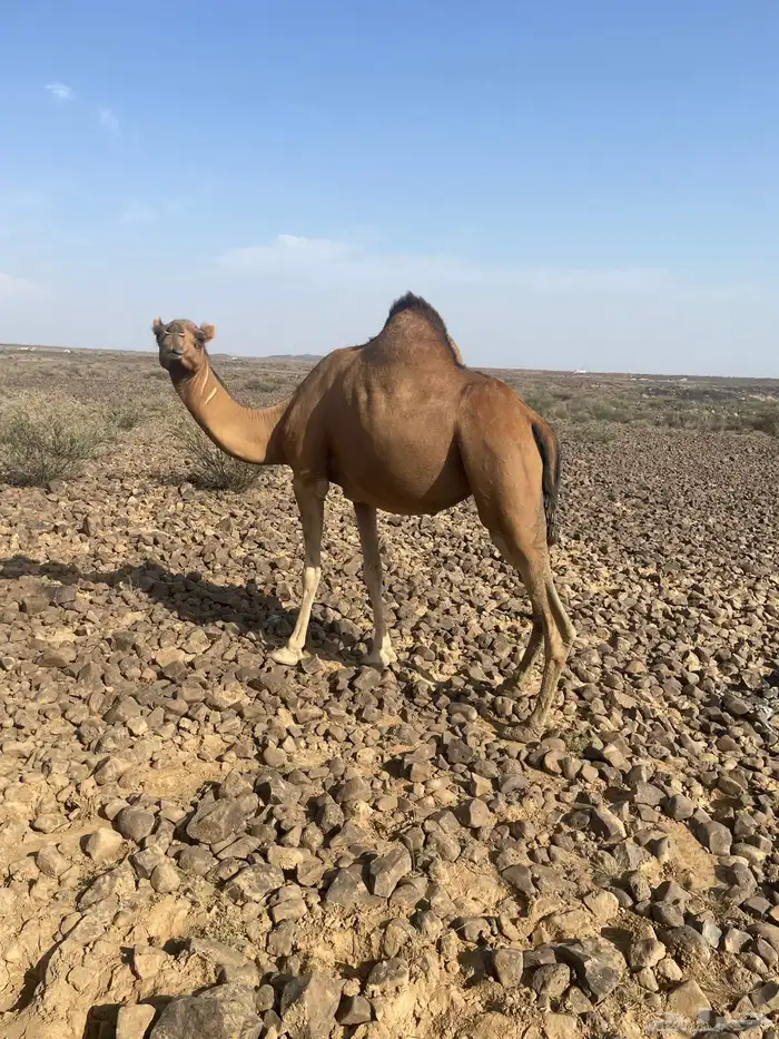 ناقه حمرا ساحليه منوه القناي تم البيع 0