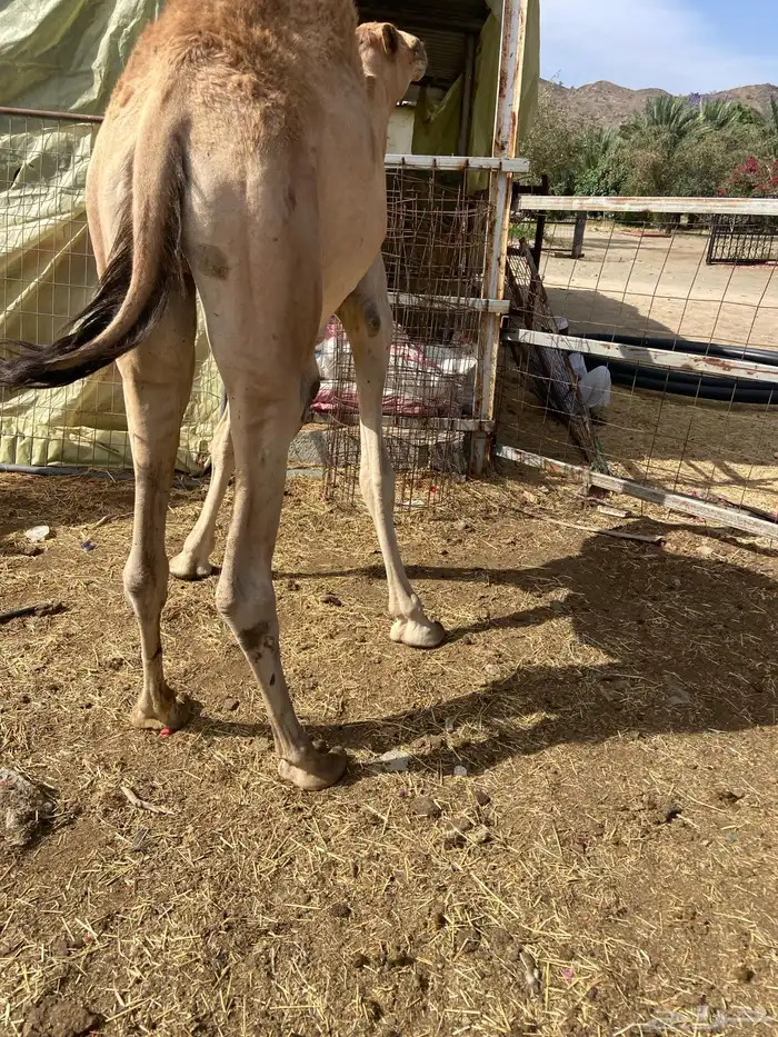 قعدان كايفه مالها شكل للبيع تصلح زواجات ومبادي 13