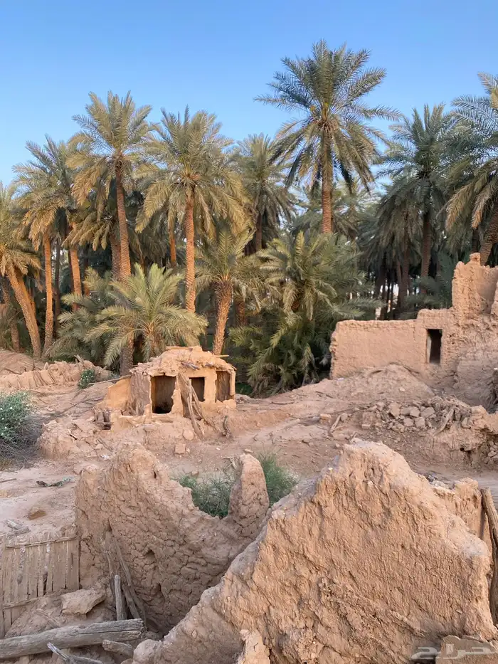 اشراف مزارع الفروثي الحماده الغاط المستوي مليح القصيم 5