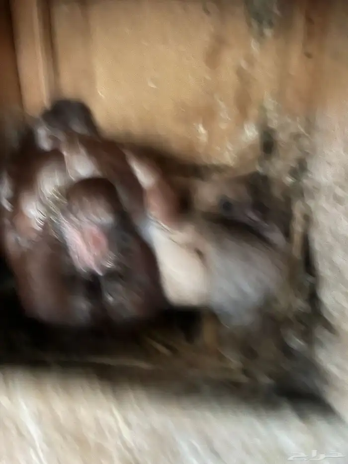 حمام كنق و نفاخ للبيع 8