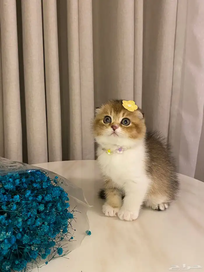 قطط للبيع سكوتش فولد 1