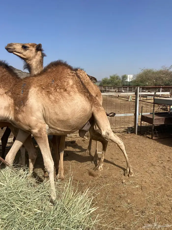 قعدان كايفه مالها شكل للبيع تصلح زواجات ومبادي 9