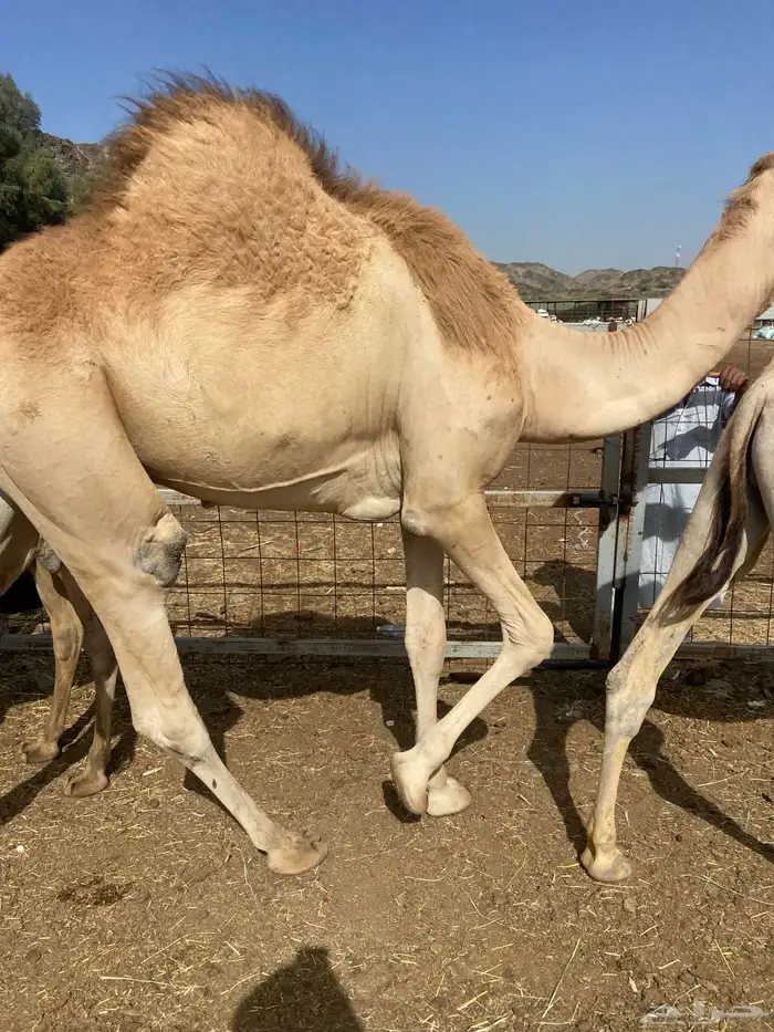 قعدان كايفه مالها شكل للبيع تصلح زواجات ومبادي 19