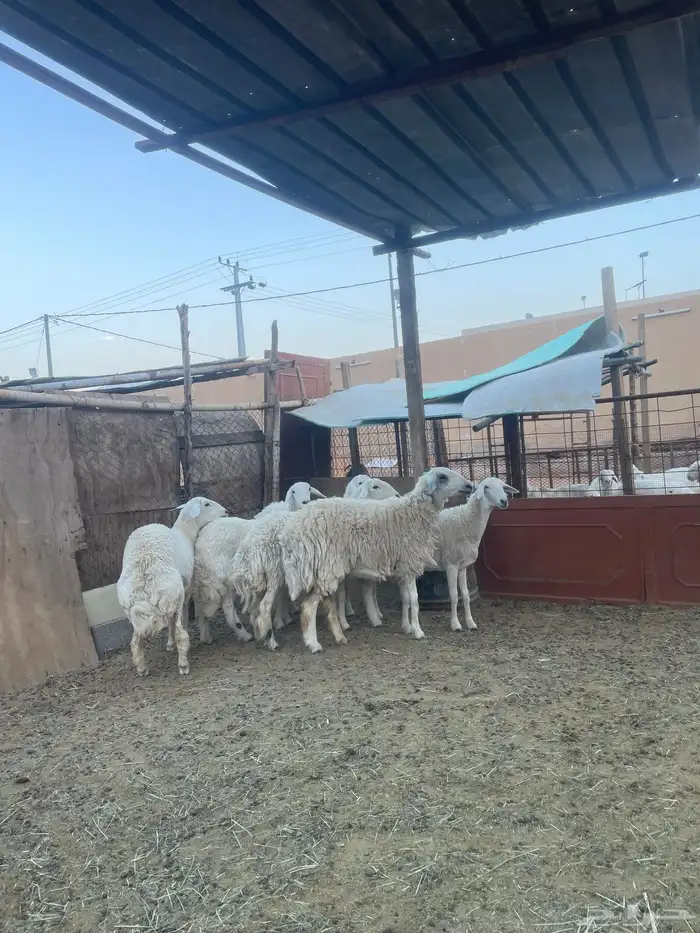 مبيوعه الله يبارك للمشتري ويخلف علينا 5