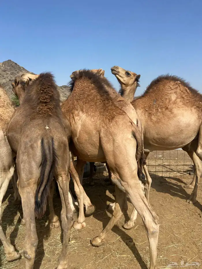 قعدان كايفه مالها شكل للبيع تصلح زواجات ومبادي 11