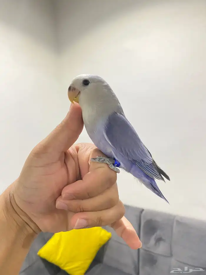 روزات اليفه تم البيع 6