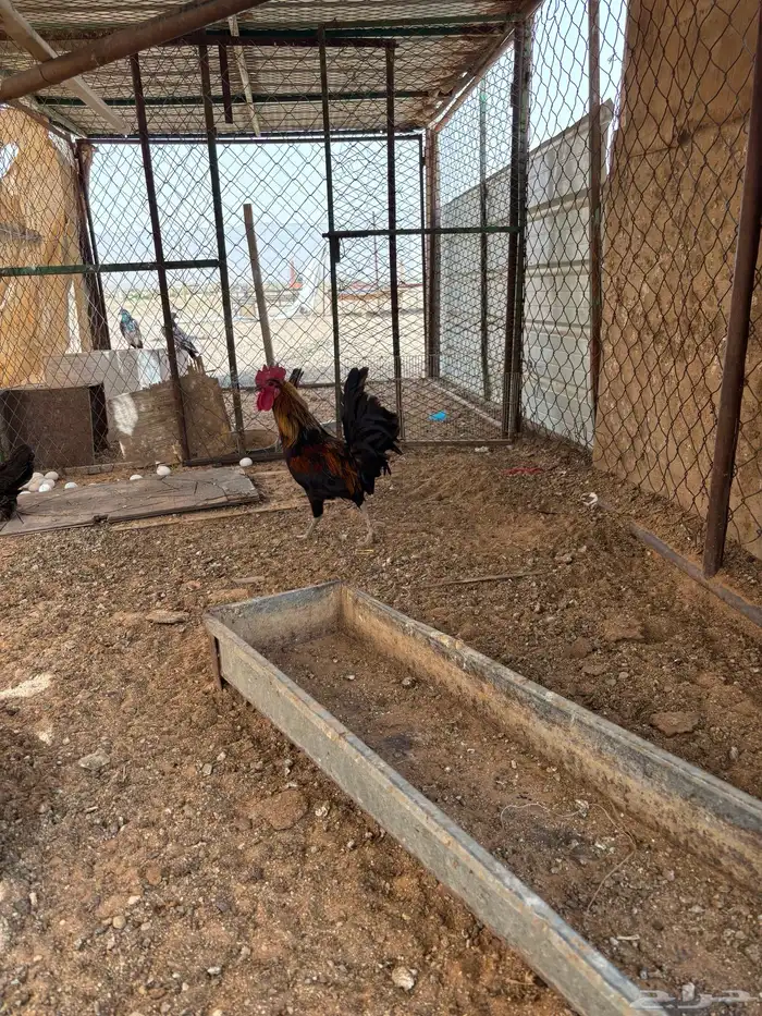 ديك عرب أسود عمره سنة أو أقل 0