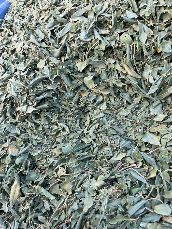 سدر بلدي و حناء مديني 5