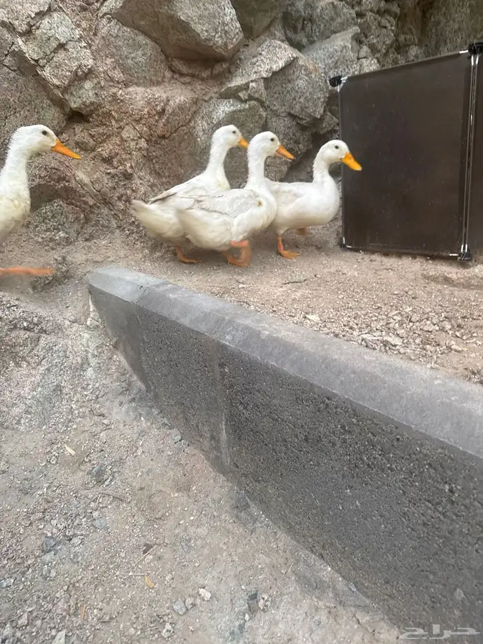 بيشه عرمان 1