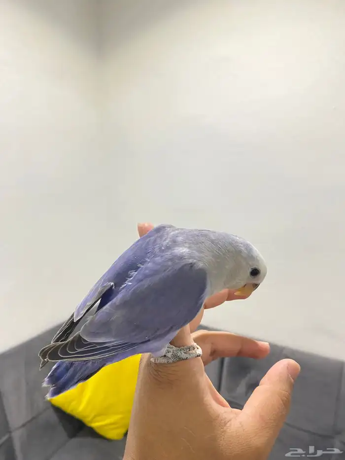 روزات اليفه تم البيع 7